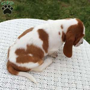 Brinley, Basset Hound Puppy